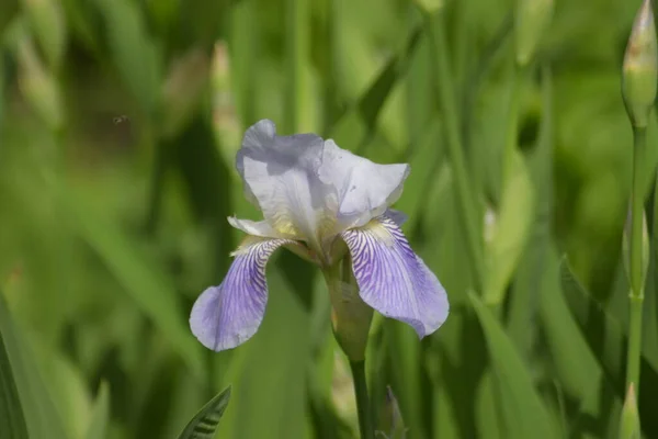 Flor Del Iris Jardín — Foto de Stock