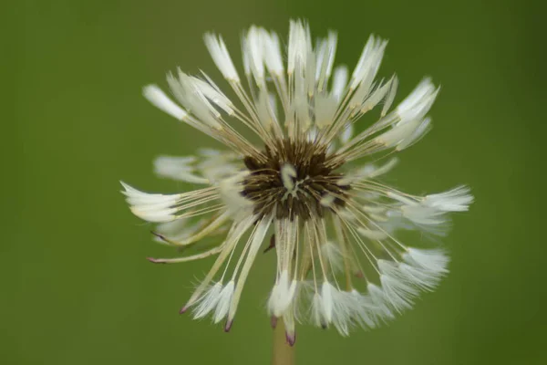Yağmur yağdıktan sonra bahçede karahindiba tohumu başı.