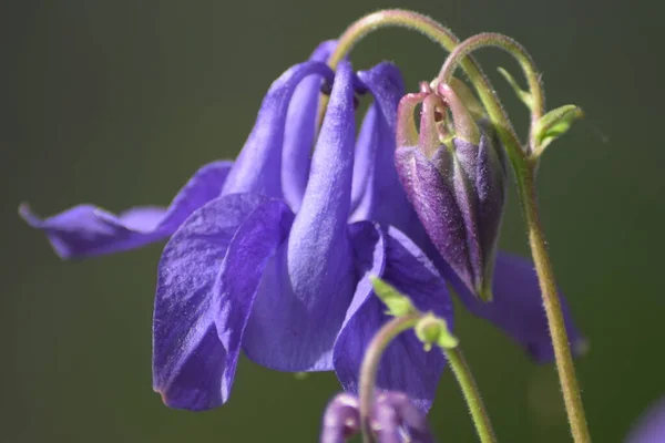 Campanula Rotundifolia Zblízka — Stock fotografie