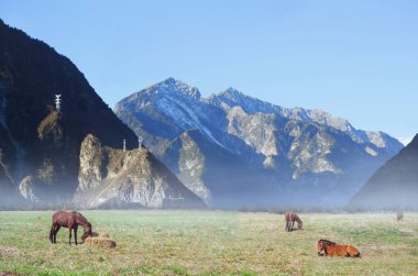 Sabahleyin sisle birlikte tepenin eteğindeki at otlağı.