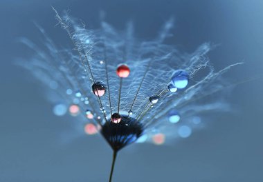 Karahindiba üzerine çok renkli damlalar.