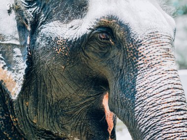 Fil portresi, filler nehri geçiyor. Filler güzel gözleri ve derisi olan güçlü hayvanlardır..