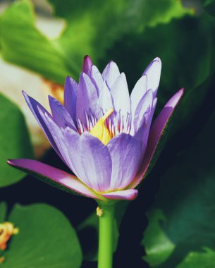 Arka planda yeşil yaprakları olan güzel pembe nilüfer çiçeği..