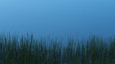 Arka planda nehir olan yeşil çimenler, doğal manzara..