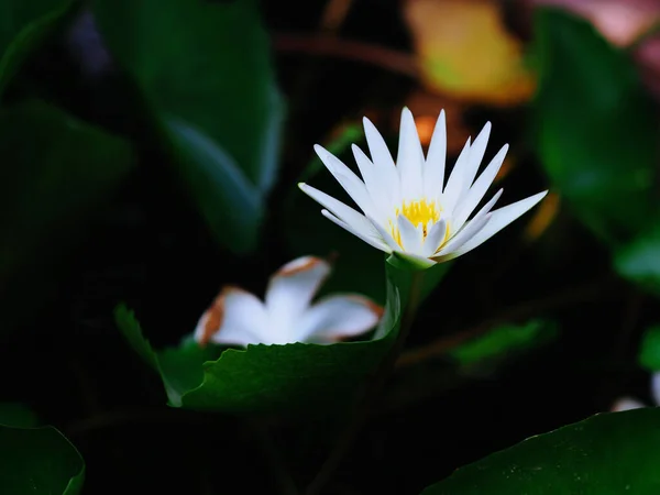 緑の葉を持つ池の美しい白い蓮の花を背景に — ストック写真