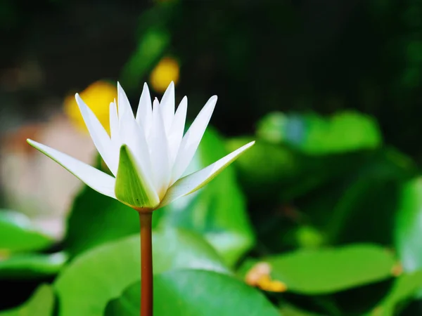 Krásná Bílá Lotosový Květ Jezírku Zelenými Listy Jako Pozadí — Stock fotografie