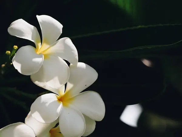 緑色の背景を持つフランジパニの花を咲かせます ピンクのプルメリアの花の春の風景 シサケット島の明るい色の春の花タイ — ストック写真