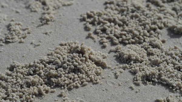 Caranguejo Borboleta Areia Praia Tailândia — Fotografia de Stock