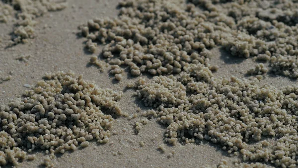 Sand Bubbler Crabe Sur Plage Thaïlande — Photo