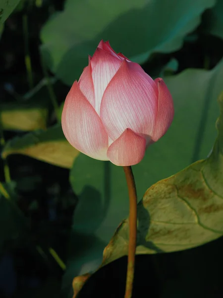 Belles Feuilles Lotus Vert Dans Étang Avec Des Feuilles Brunes — Photo