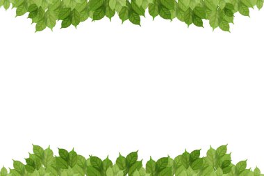 Beyaz bir çalılığın yeşil yaprakları. vektör illüstrasyonu.