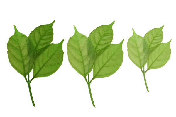 Beyaz zemin üzerine yeşil yaprakların ayarla