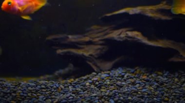 Akvaryumdaki balıklar siyah yalıtılmış arka plan. Farklı boyutlarda güzel balıklar şeffaf akvaryum suyunda yüzerler. Balık dolu HD