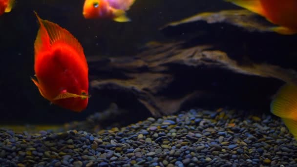 Ryby Akváriu Černé Izolované Pozadí Krásné Ryby Různých Velikostí Plavou — Stock video