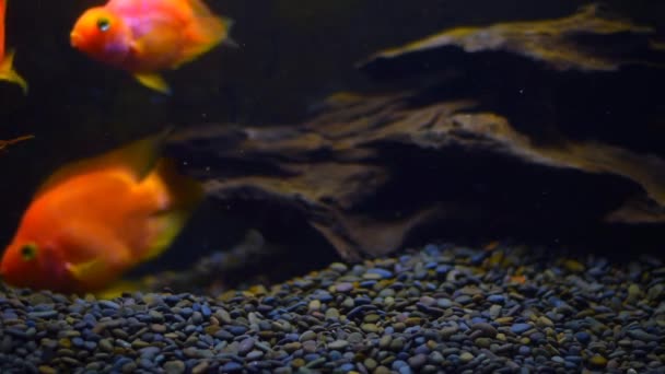 Vissen Aquarium Zwart Geïsoleerde Achtergrond Prachtige Vissen Van Verschillende Afmetingen — Stockvideo