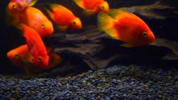 Ψάρια Μαύρο Απομονωμένο Φόντο Ενυδρείου Όμορφα Ψάρια Διαφόρων Μεγεθών Κολυμπούν — Αρχείο Βίντεο