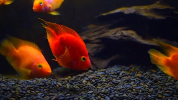 Риби Акваріумі Чорний Ізольований Фон Красиві Риби Різних Розмірів Плавають — стокове відео