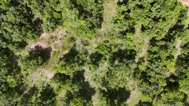 Güzel dağ orman havadan görünümü