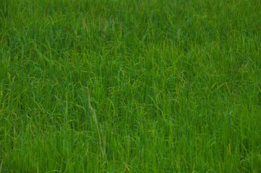 Yeşil pirinç tarlaları Bali, Endonezya