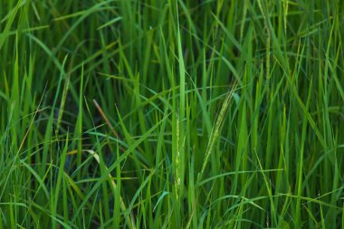 yeşil çimen arka planı. doğa arkaplanı