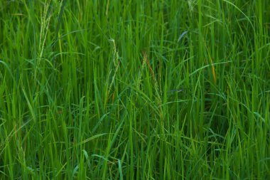 yeşil çimenler tarlada.