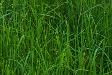 Bahçedeki yeşil çimenler