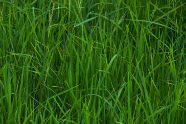 çimen dokusu arka plan, doğal yeşil çimen dokusu