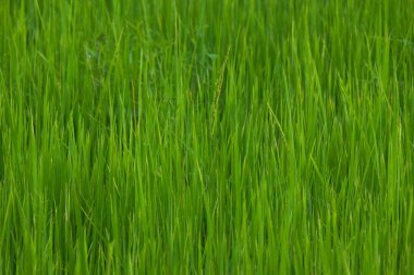 yeşil çimen arkaplan dokusu