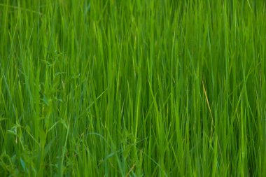 yeşil çimen dokusu arkaplanı