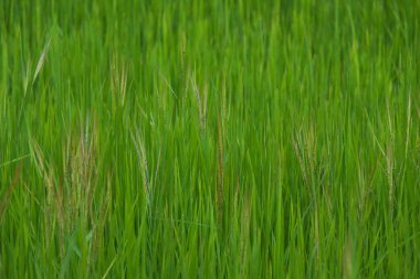 Taze yeşil çimen arka planı