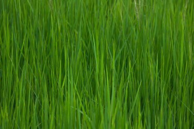 Ormanda yeşil çimenler