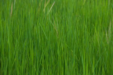 yeşil çimen arka planı. Çimenleri kapatın..