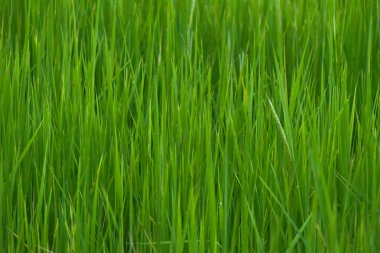 yeşil çimen arkaplan, kapat