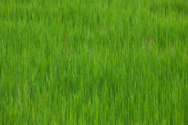 yeşil pirinç tarlaları