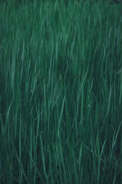 yeşil çimen dokusu arkaplanı