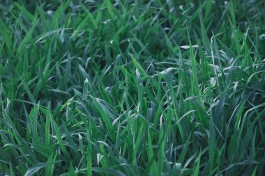 green grass background. natural texture.