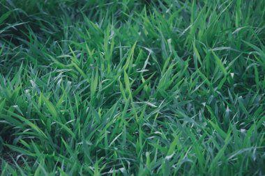 Güzel botanik fotoğrafı, doğal duvar kağıdı.