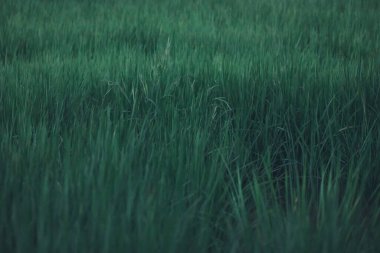 yeşil çimen dokusu. soyut yeşil çimen arkaplanı.