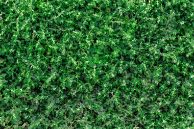 yeşil çim Polygonum aviküler doku