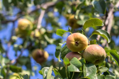 bir ağaç branc üzerinde olgun sarı armut asılı