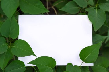 Kağıt beyaz bir levha üzerinde yaprakları çerçeve