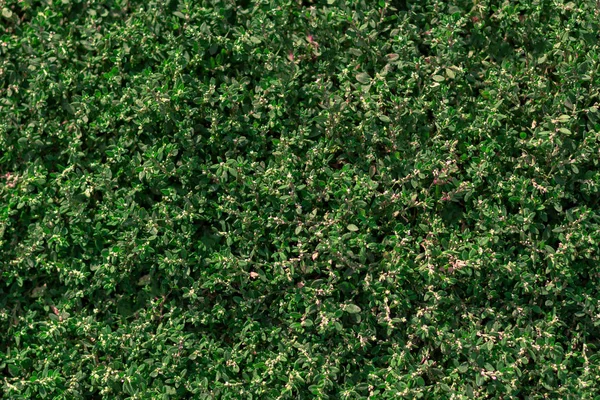 Texture di erba verde poligono avicolare — Foto Stock