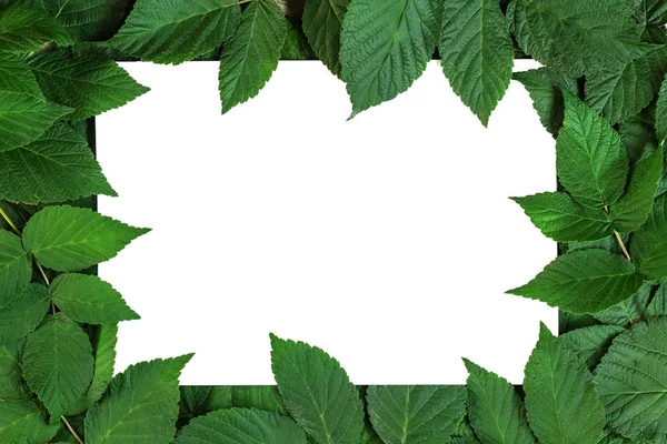 Kağıt beyaz bir levha üzerinde yaprakları çerçeve