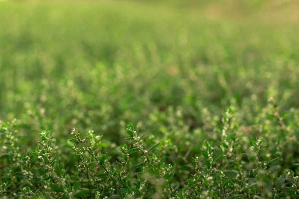 yeşil çim Polygonum aviküler doku
