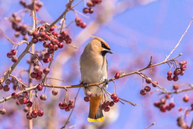 Bombycilla garrulus kuş bir ağaçta çilek yiyor
