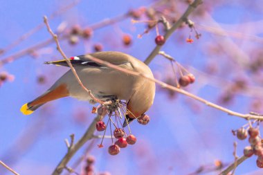 Bombycilla garrulus kuş bir ağaçta çilek yiyor