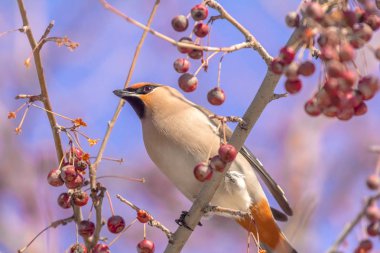 Bombycilla garrulus kuş bir ağaçta çilek yiyor