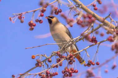 Bombycilla garrulus kuş bir ağaçta çilek yiyor