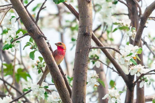 Madár Carpodacus erythrinus ül egy virágos fa — Stock Fotó