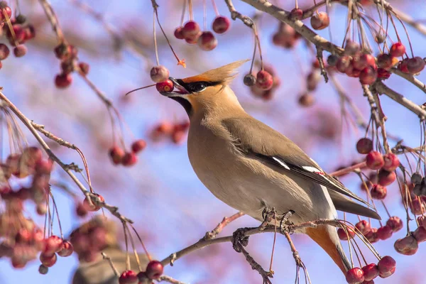 Bombycilla garrulus kuş bir ağaçta çilek yiyor